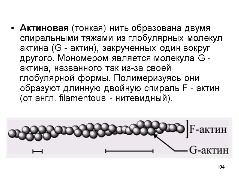 104 Актиновая (тонкая) нить образована двумя спиральными тяжами из глобулярных молекул актина (G -